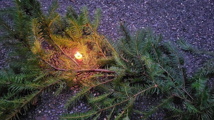 solstice_Branch-Enhanced-SR_edit.fe3e303a9622b247c44c8724b3bef2f3